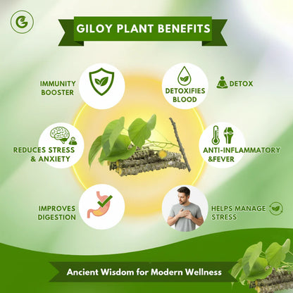 Herbal Giloy Detox Foot Patches Buy 20 Get 20 (Pack of 40)