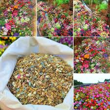 Mix Flower Seeds Combo Pack – Create a Beautiful Blooming Garden