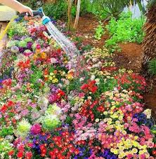 Mix Flower Seeds Combo Pack – Create a Beautiful Blooming Garden